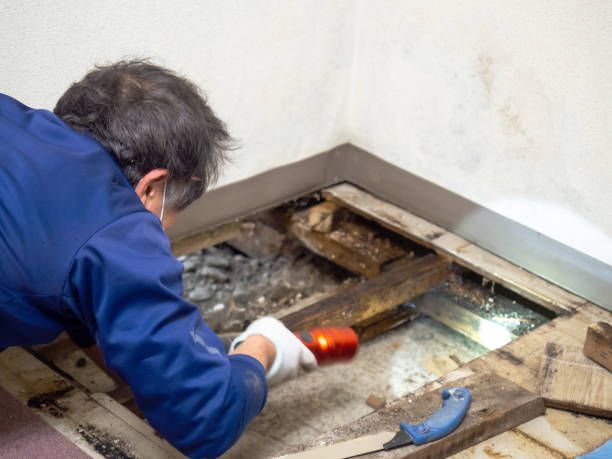 Why You Should Choose Our Mold Remediation Services in Clarksville, TX